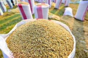 Tariff quotas for rice, dried tobacco imported from Cambodia announced