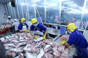 Pangasius exports accelerate, enterprises have high expectations in Q2