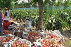 Dragon fruit prices climb, but not many fruits left to sell