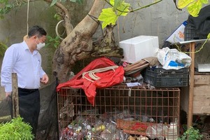 HCMC launches dengue fever prevention campaign