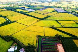 Concentration of agricultural land in Mekong Delta to be facilitated