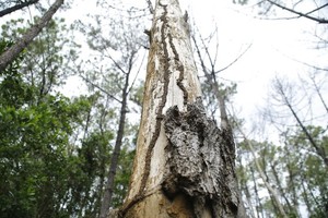 Nearly 200 35-year-old pine trees in Quang Nam Province poisoned, chopped down