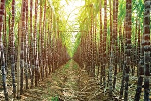 Maintenance of sugarcane growing area needs joint efforts