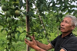 Dak Lak Province prepares for official export of passion fruit to China
