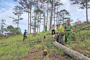 Police arrest gang carrying out largest-ever deforestation in Da Lat