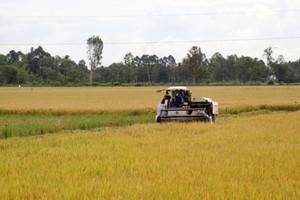 Southern region to prioritize high-quality rice varieties in winter-spring crop