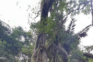Shan Tuyet tea, valuable timber plants named ‘Vietnam Heritage Trees’
