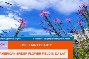 Brilliant beauty of American spider flower field in Da Lat