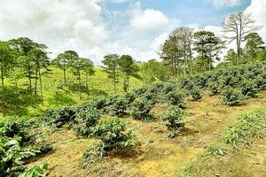 Forest land in Central Highlands provinces traded publicly