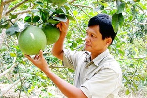 Four pomelo planting areas in Ba Ria-Vung Tau licensed to export pomelo to US