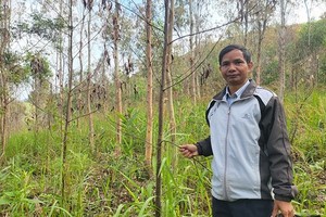 Survival rate of acacia plantation forests in Gia Lai extremely low