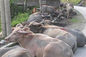 Smuggling of live buffaloes, cows into Vietnam must be strictly handled