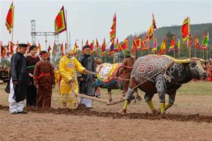 Traditional ploughing festival held to pray for bumper crops