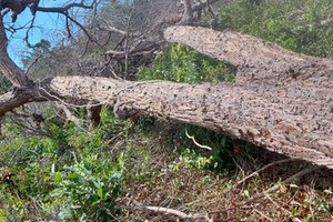 Ta Cu Nature Reserve misreports large-scale deforestation