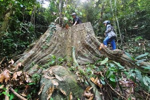 Illegal deforestation in Van Canh protection forest to be handled urgently