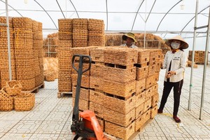 Natural farming in Mekong Delta: Linking to create sustainable development model