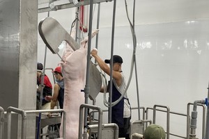 HCMC authorities conduct surprise inspections at pig slaughterhouses