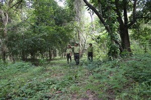 Expectations for forest carbon credits from Central Highlands