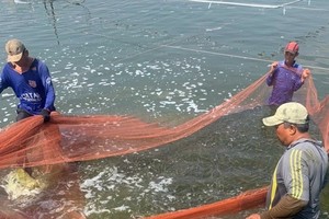 Shrimp farmers halt farming as prices plunge steeply