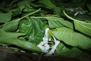 Fluctuations in mulberry silkworm farming