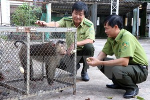 Vietnamese, Lao localities enhance cooperation in forest, wildlife protection