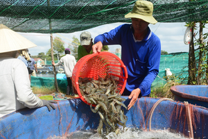 Forum discusses measures to reduce costs for shrimp industry