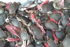 Ca Mau strives to export over 30 percent of its crab production