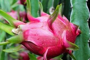 Vietnam yet to receive any UK warning on dragon fruit: official