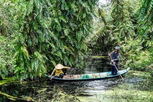 Life beneath U Minh Ha Forest canopy