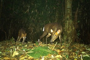 Rare wildlife captured in Vu Quang National Park through camera traps