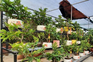 HCMC yellow apricot blossom farmers rush to prepare for Tet market