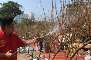 Peach blossoms, kumquats thrive in Northern region