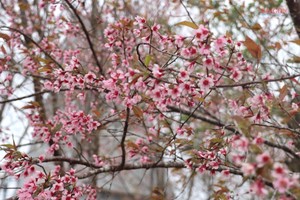 Wild Himalayan cherry blossoms display their vibrant beauty in Mang Den