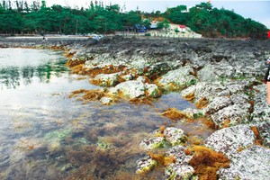 Vietnam targets 500,000 tons of seaweed yield by 2030