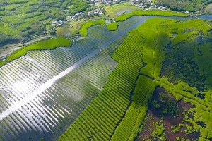 Mesmerizing picturesque beauty of Bau Ca Cai mangrove forest