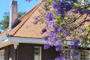 Enchanting Da Lat: Early bloom of blue jacarandas