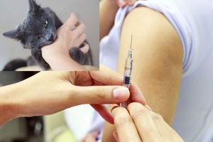 Fifteen provinces, cities face rabies outbreaks