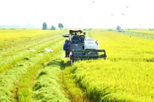 Carbon credit export from rice, coconut production