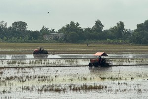 Mekong Delta: Thousands of hectares of rice at risk due to early planting