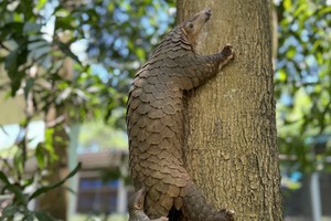 Rescued Javan pangolin in Quang Nam gives birth after six months