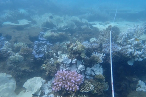 Status of coral bleaching in waters of Con Dao needs reassessing