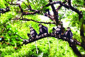 Along Be River: Headwaters forest protection efforts