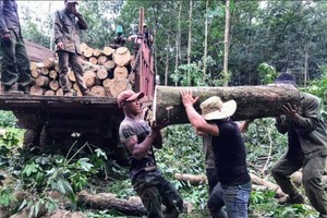 Durian trend prompts mass rubber tree removal