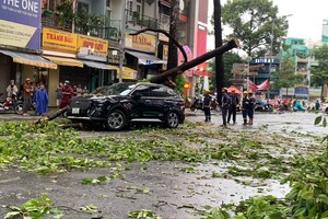 Unease over fallen trees during rainy season