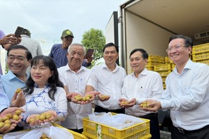 Can Tho City exports over 1 ton of longan to US, Australian markets