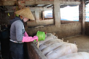 African swine fever outbreaks reported in Central Vietnam