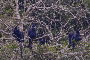 Hatinh langur population thrives in Quang Binh conservation efforts