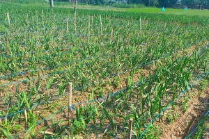 Large areas of gladiolus crops in Quang Ngai damaged by cold rains