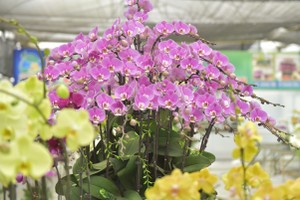 Tet decorative flowers, plants hit the market