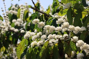 Coffee blossoms bloom in white across Central Highlands